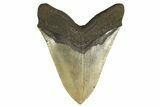 Serrated, Fossil Megalodon Tooth - Huge NC Meg #298814-2